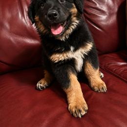 Australian Shepherd Puppies from McElroy Homestead Austrailian Shepherds