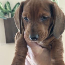 Dachshund Puppies from Mighty little dachshunds