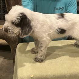 "Puppy Girl" Spinone Italiano Puppies from Boe Dogs