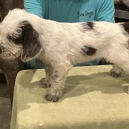 "Puppy Girl" Spinone Italiano Puppies from Boe Dogs
