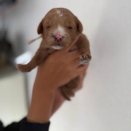 Champ - Apricot male Goldendoodle puppy in Stockton, California from Family Doodles