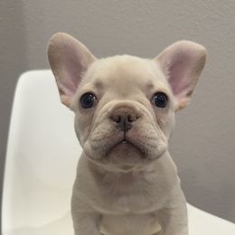 French Bulldog Puppies from Kim Ontiveros