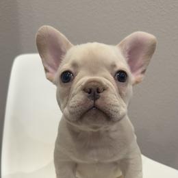 French Bulldog Puppies from Kim Ontiveros