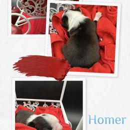 Homer - Seal and white male Boston Terrier puppy in Jacksonville, Florida from Trail’s End Boston Terriers