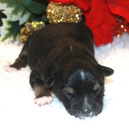 Koda - Black tri male Miniature Australian Shepherd puppy in Ionia, Iowa from Sapphire Stables