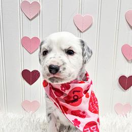 Persephone - White and black female Dalmatian puppy in Gray, Georgia from Fuller Spots