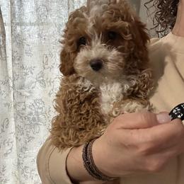 Forever Puppy- Black - male Cavapoochon puppy in Clementon, New Jersey from PitterPatterPuppiesNJ