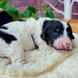 Dolly Parton - Phantom female Poodle puppy in Middlebourne, West Virginia from El Silencio Standard Poodles