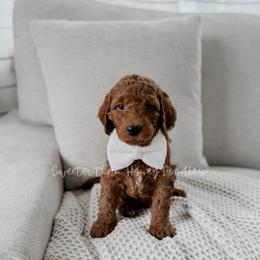 Eeyore - Red  male Goldendoodle puppy in Roanoke Rapids, North Carolina from Sweeter than Honey Doodles