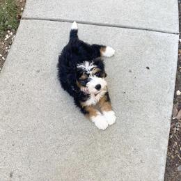 Bernedoodle Puppies from Puptown Bernedoodles