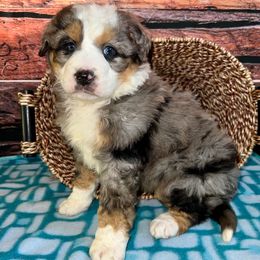 Christmas Bluey - Blue merle female Bernedoodle puppy in Sioux Falls, South Dakota from WhiskeyCreek Doodles