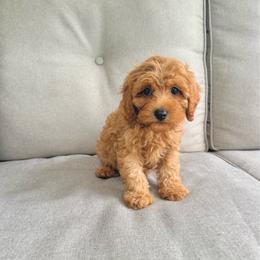 Henry - Red male Cavapoo puppy in Goldsboro, North Carolina from The Grantham House