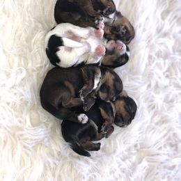 Yorkshire Terrier Puppies from Mountain Magic Yorkies