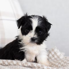 Maltipoo, Shichon, and Shihpoo Puppies from Timbercreek Puppies
