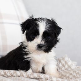 Maltipoo, Shichon, and Shihpoo Puppies from Timbercreek Puppies