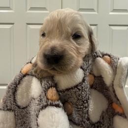 Tazz - Light golden male Golden Retriever puppy in Blaine, Washington from Freedom Retrievers