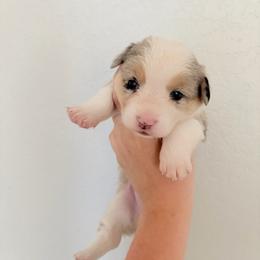 3 - White merle female American Corgi puppy in Boyd, Texas from Barker's Corgis