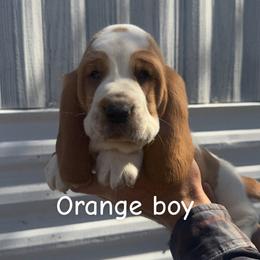 Orange boy - Red and white male Basset Hound puppy in Conway, Missouri from Ozark Mountain Kennel