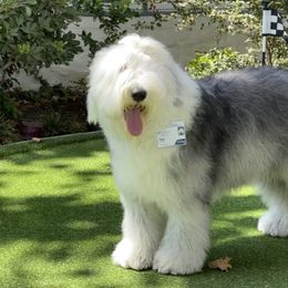 Old English Sheepdog All Grown Up from Pacific Blue Sheepdogs