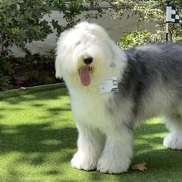 Old English Sheepdog All Grown Up from Pacific Blue Sheepdogs