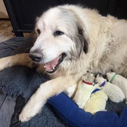 Boy1 Red collar NIMBUS - White and badger male Great Pyrenees puppy in Fair Grove, Missouri from Allen Wags & Woolies