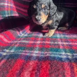 Miss Mustache - Black and tan female Dachshund puppy in Harrisburg, Oregon from Funny Farm Dachshunds