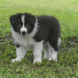 Border Collie Puppies from Shorewind Border Collies