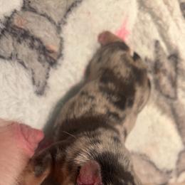 Versace - Tricolors male French Bulldog puppy in Porter, Texas from Red Label Frenchies