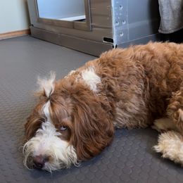 Bea - Bernedoodle