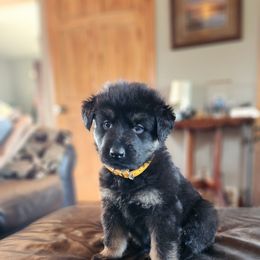 German Shepherd Puppies from Stormy Knight German Shepherds