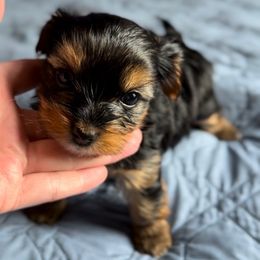 Traditonal Male AKC Yorkie - Black and gold male Yorkshire Terrier puppy in Des Moines, Iowa from Diamond Yorkshire Terriers