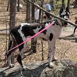 Laramie - Great Dane