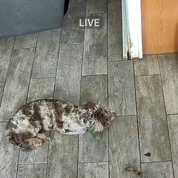 Izabella - Chocolate merle female Bernedoodle puppy in Ocala, Florida from Jaydas pawsome paws