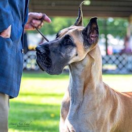 Great Dane All Grown Up from Sumner Great Danes