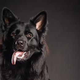 German Shepherds from PAK Shepherds