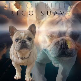 Rico - Blue fawn male French Bulldog puppy in Delafield, Wisconsin from Bishop Bullyz