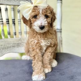 Goldendoodle Puppies from Ivy’s Doodles