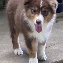 Australian Shepherd and Pembroke Welsh Corgi Puppies from Mallory Pembroke Welsh Corgis And Australian Shepherds