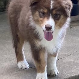 Australian Shepherd and Pembroke Welsh Corgi Puppies from Mallory Pembroke Welsh Corgis And Australian Shepherds