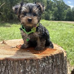 Sledge - Black and tan male Yorkshire Terrier puppy in Jayess, Mississippi from Barbara Clark