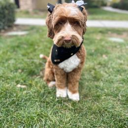 Nellie - Australian Labradoodle