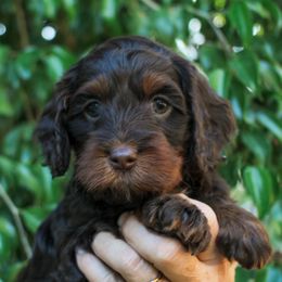 Kahlua - Chocolate female Australian Labradoodle puppy in Menifee, California from Angel Coast Australian Labradoodles