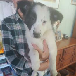 Border Collie Puppies from Pam's Border Collies