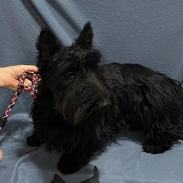 SAM - Scottish Terrier
