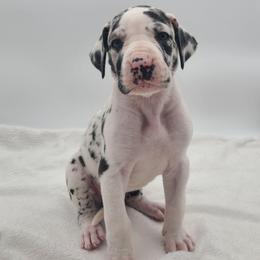 Snow - Harlequin female Great Dane puppy in Kannapolis, North Carolina from Carolina Great Danes & Toy Poodles