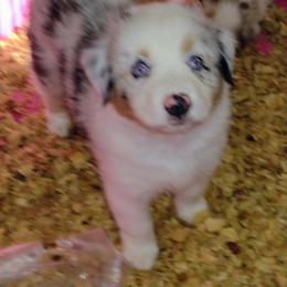 Australian Shepherd Puppies from High Desert Aussies