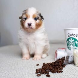 Australian Shepherd Puppies from Badlands Australian Shepherds