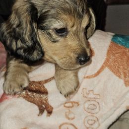 Boy 2 - Red Dachshund puppy in Alachua, Florida from Asperida Dachshunds and Spinoni