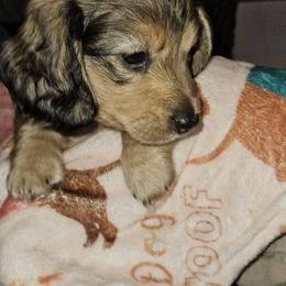 Boy 2 - Red Dachshund puppy in Alachua, Florida from Asperida Dachshunds and Spinoni