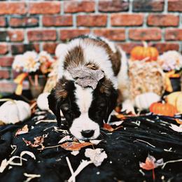 Saint Bernard Puppies from Southern Saints